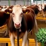 Getimg Breaking Us Politics Today Tyson Beef Plant Shutdown Devastates Nebraska While Marijuana Dependence Grips Nation – Latest News Roundup 1764177831