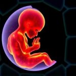 Getimg Breakthrough Discovery Mechanical Forces Essential For Human Embryo Development Study Finds 1763812407