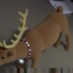 Getimg Derbyshire Polices Festive Fumble Toy Reindeer Mistaken For Abandoned Dog Sparks Viral Holiday Laughter 1764028530
