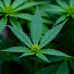 Getimg Doctors Issue Stark Health Warning Marijuana Addiction Cases Skyrocket As Legalization Expands 1763825981