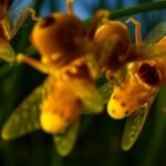 Getimg Fireflies Sparkle Brighter In Northeast Summers High Tech And Community Research Uncovers Decline Secrets 1764167076