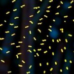 Getimg Fireflies Sparkle Brighter In Northeast U.s. Amid Global Decline High Tech Science And Community Research Reveal Why 1764166679