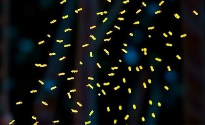Getimg Fireflies Sparkle Brighter In Northeast U.s. Amid Global Decline High Tech Science And Community Research Reveal Why 1764166679