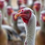 Getimg First Human Death From H5n5 Bird Flu Confirmed Global Public Health Alert Issued 1764017541