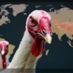 Getimg First Human Death From H5n5 Bird Flu Confirmed In Washington State Global Public Health Alert Issued 1763822224