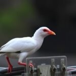 Getimg First U.s. H5n5 Bird Flu Death Washington Man Near Seattle Succumbs To Rare Infection 1763822225