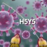 Getimg First U.s. Human Death From H5n5 Bird Flu Confirmed Alarming Rise In Avian Virus Infections 1764017539