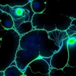 Getimg Max Planck Breakthrough Hidden Microglial Defense Mechanism Offers Hope In Slowing Alzheimers Disease 1763837113