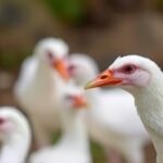 Getimg Second Human Bird Flu Death Confirmed In Washington State Officials Probe Transmission Risks 1763845239