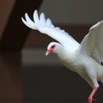 Getimg Washington Man Dies From H5n5 Bird Flu First Confirmed Human Infection Sparks Public Health Alerts 1763822255