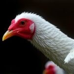 Getimg Washington Man Dies From H5n5 Bird Flu First Known Human Case In U.s. Raises Alarms 1763822207