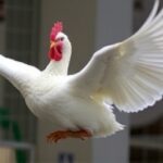 Getimg Washington Man Dies From H5n5 Bird Flu First U.s. Human Infection Sparks Nationwide Public Health Alert 1763822212