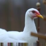 Getimg Washington Man Succumbs To H5n5 Bird Flu Complications First Fatal Human Case In U.s. Near Seattle 1763822249